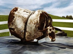 Mechanical Bull Riding Events